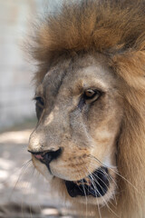   Male African Lion Head with Dark Mane and Intensely Focused Gaze © Abulail