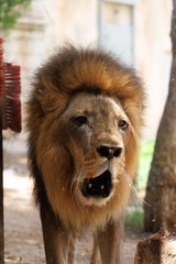 Close-Up View of Male African Lion Head with Dark Mane  © Abulail