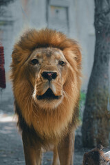 Close-Up View of Male African Lion Head   © Abulail