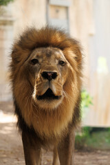 Close-Up Frontal Portrait of Male African Lion with Golden Mane © Abulail