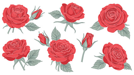 Obraz premium Beautiful red roses in full bloom and as buds with green leaves isolated on a white background for romantic floral compositions.