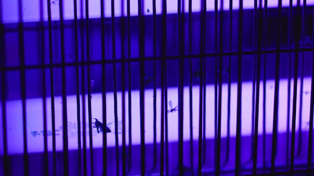 Dead flies and insects remain trapped across the illuminated grid of an ultraviolet bug zapper, demonstrating effective pest control, hygiene and household protection