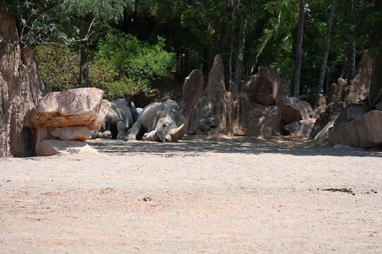 white rhinoceros resting with cattle egrets in zoo, white rhinoceros resting on sandy ground with cattle egrets nearby in a modern zoo habitat. endangered african wildlife, conservation and animal beh