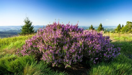 Obraz premium Beautiful Green Bush Of Heather With Purple Flowers