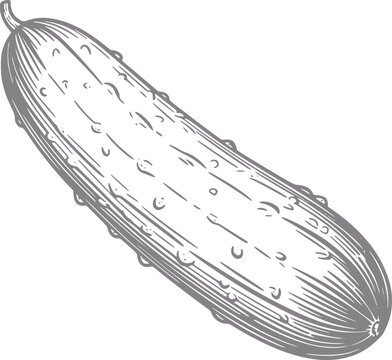 Un dibujo a mano detallado de un pepino fresco aislado sobre un fondo blanco para proyectos culinarios.