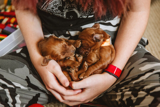 Newborn Puppy Resting in Girl's Hands