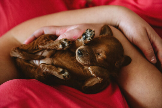 Tiny Puppy Cradled in Gentle Hands