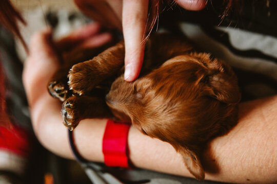 Close Up of Adorable Newborn Puppy