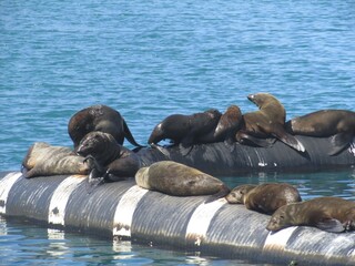 Fototapeta premium Grupo de leões marinhos descansando sobre estrutura flutuante no mar, com animais reunidos ao sol, destacando fauna oceânica, comportamento, convivência e vida selvagem.