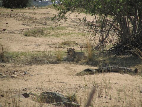 Leoa repousando em terreno seco de savana pr&oacute;xima a arbustos, com vegeta&ccedil;&atilde;o esparsa e solo arenoso ao redor, registro de felino selvagem africano em seu habitat natural durante um dia ensolarado.
