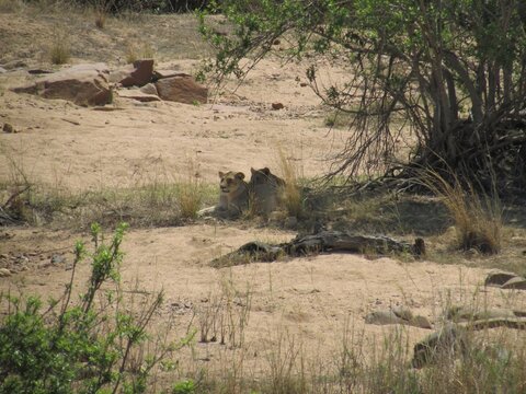 Leoa descansando em &aacute;rea seca de savana sob a sombra de arbustos, cercada por vegeta&ccedil;&atilde;o rasteira e solo arenoso, cena de vida selvagem africana mostrando felino em habitat natural durante o dia.