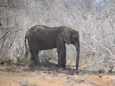 Elefante africano caminhando entre &aacute;rvores secas e arbustos em ambiente de savana, destacando vida selvagem, conserva&ccedil;&atilde;o, grande porte e adapta&ccedil;&atilde;o ao habitat natural.