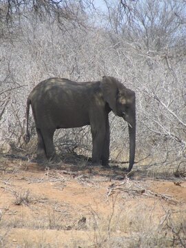 Elefante africano caminhando entre &aacute;rvores secas e vegeta&ccedil;&atilde;o de savana, destacando vida selvagem, grande porte, natureza, conserva&ccedil;&atilde;o e comportamento animal em habitat natural.