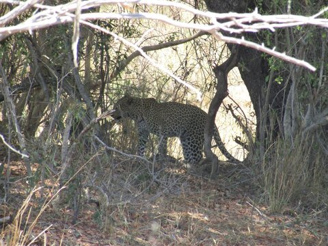 Leopardo caminhando entre arbustos e &aacute;rvores em ambiente de savana, parcialmente oculto pela vegeta&ccedil;&atilde;o, registro de felino selvagem em habitat natural com camuflagem e comportamento predat&oacute;rio.