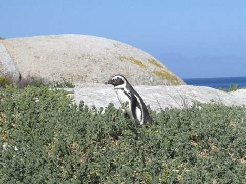 Pinguim africano entre arbustos de vegeta&ccedil;&atilde;o costeira, com rochas e oceano ao fundo, destacando camuflagem, habitat, conserva&ccedil;&atilde;o e biodiversidade da fauna selvagem.