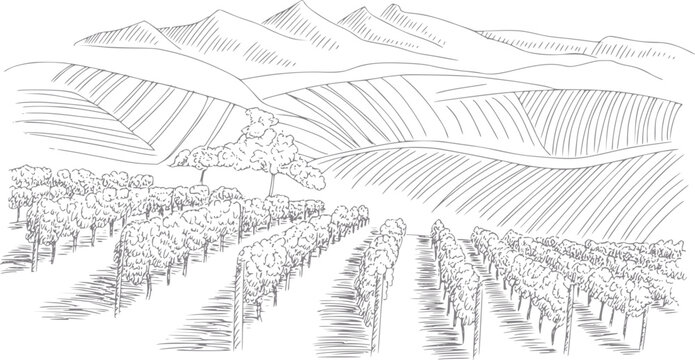 Dibujo a mano de un paisaje de vi&ntilde;edos esc&eacute;nicos con colinas onduladas y monta&ntilde;as al fondo sobre blanco.