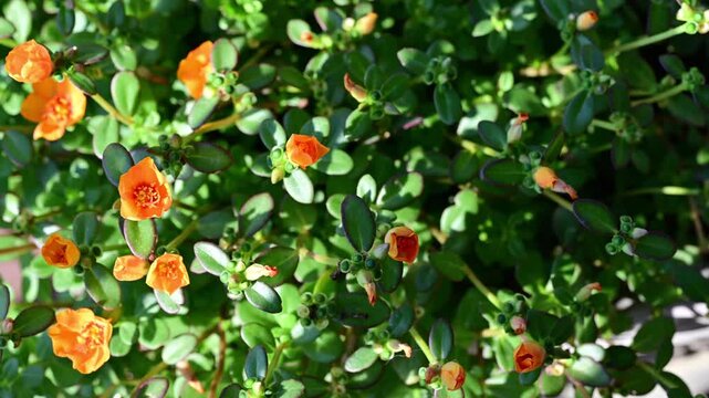 Time lapse of Wingpod purslane flowers opening in morning sun