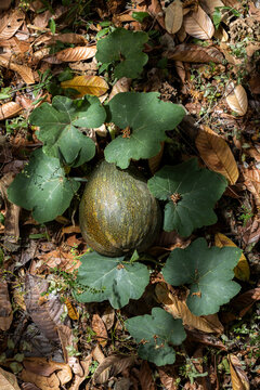 Wild gourd or squash resting on the forest floor surrounded by leaves
