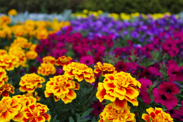 Obraz premium yellow marigold flowers, colorful flowers on the city streets, Colorful petunia flowers bloom on the city streets