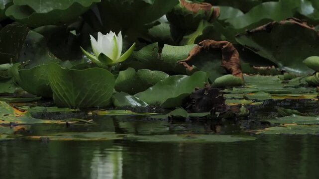 white water lily blooming among green pads in a pond. slow motion