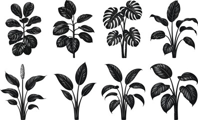 Obraz premium Monstera and tropical houseplant line art collection. Minimalist botanical vector illustrations for modern decor and design projects.
