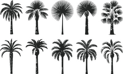 Fototapeta premium Minimalist palm tree line art illustration set. Vector-style tropical foliage icons for graphic design and branding projects.