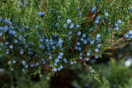 Blue juniper berries growing on evergreen branch