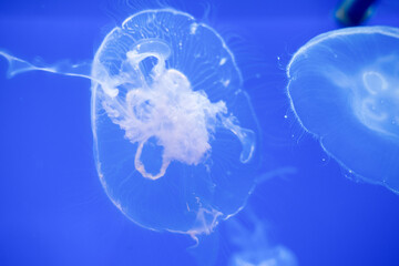 Purple striped Jellyfish. Medusa in the neon light in Aquarium © Nikolay