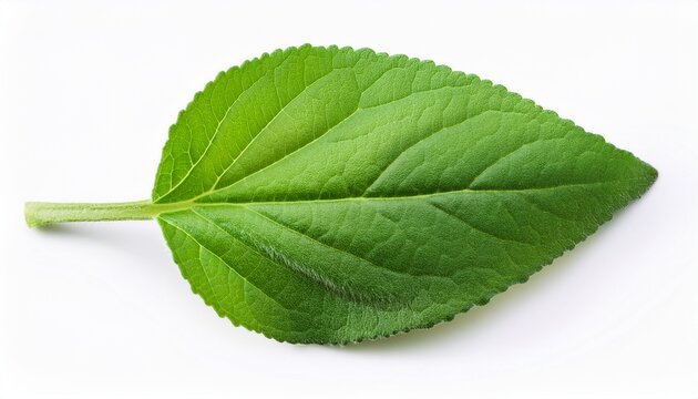 Boldo Leaf Green Plant Called Boldo Da Terra Plant Used To Make Tea And Medicinal Products Plant Isolated On White