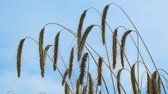 Ripe rye ears bending against blue sky background