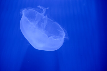 Purple striped Jellyfish. Medusa in the neon light in Aquarium © Nikolay