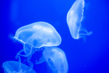 Purple striped Jellyfish. Medusa in the neon light in Aquarium © Nikolay
