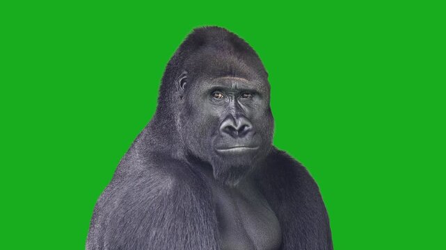 gorilla with open mouth on a green screen.