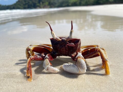 Wild Horned Ghost Crab (Ocypode Ceratophthalmus) on Sandy Beach in Koh Phayam, Ranong, Thailand