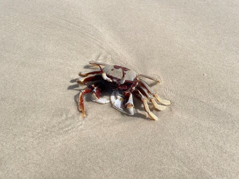 Wild Horned Ghost Crab (Ocypode Ceratophthalmus) on Sandy Beach in Koh Phayam, Ranong, Thailand