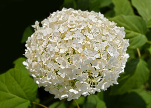 Beautiful white hydrangea flower