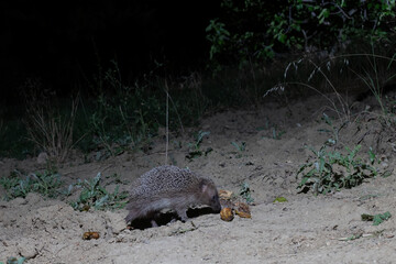European Hedgehog (Erinaceus europaeus) Feeding on Fallen Figs (Ficus carica) at Night, Abruzzo, Italy © vinx83