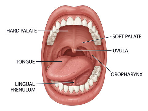 Anatomical diagram of human mouth with labeled parts isolated on white background