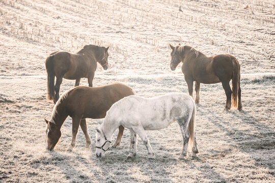 Herd of horses grazing at frosty winter field on a cold winter day