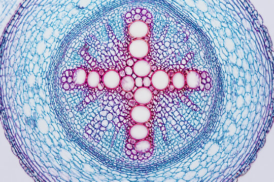 A cross-section micrograph of a plant stem showing vascular bundles arranged in a distinct pattern.