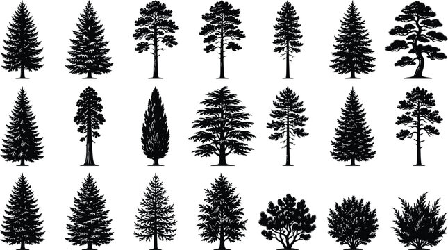Evergreen Tree Silhouette Collection Conifer Forest Botanical Vector Design Elements Set
