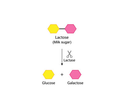 Lactose digestion. Carbohydrates digestion. Lactase enzymes catalyze disaccharide lactose molecule to glucose and galactose. Lactose intolerance. Scientific Diagram. Vector Illustration.