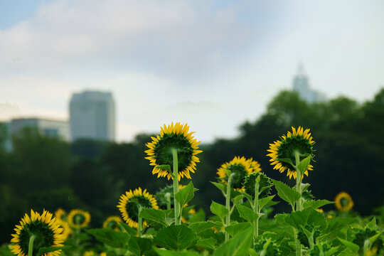 The summer sunflower field at Dix Park near downtown Raleigh, North Carolina