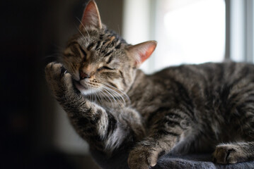 Fototapeta premium Tabby Cat Licking Paw and Grooming Near Window Light