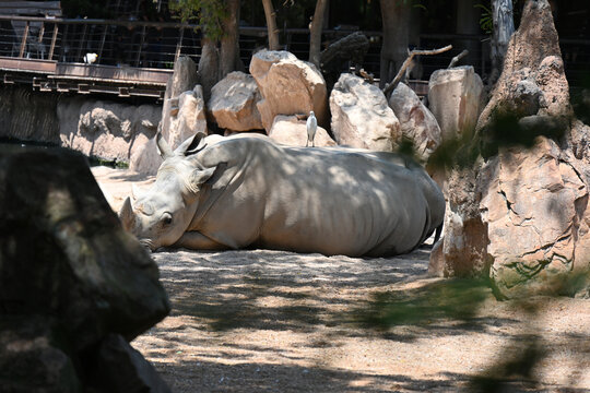 white rhinoceros resting with cattle egrets in zoo, white rhinoceros resting on sandy ground with cattle egrets nearby in a modern zoo habitat. endangered african wildlife, conservation and animal beh