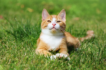 Obraz premium Portrait of a beautiful red and white kitten lying on the grass in summer. 