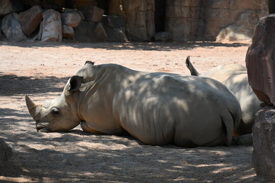 white rhinoceros resting with cattle egrets in zoo, white rhinoceros resting on sandy ground with cattle egrets nearby in a modern zoo habitat. endangered african wildlife, conservation and animal beh