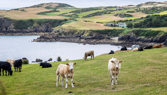 Cattle grazing in the fields overlooking the dramatic coastline near Porth Wen, Anglesey, Wales in July 2026