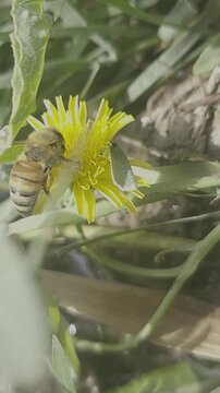 bee on a flower