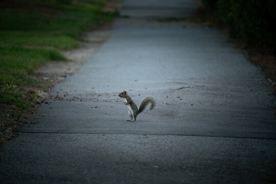A solitary squirrel stands alert on a paved path in soft natural light